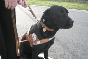 Labrador