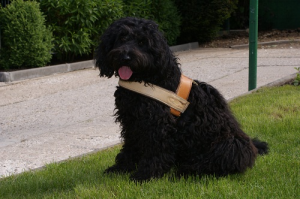 Barbet