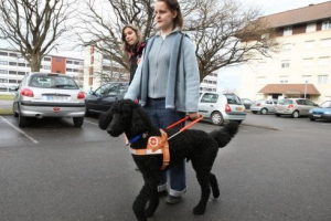 Caniche royal