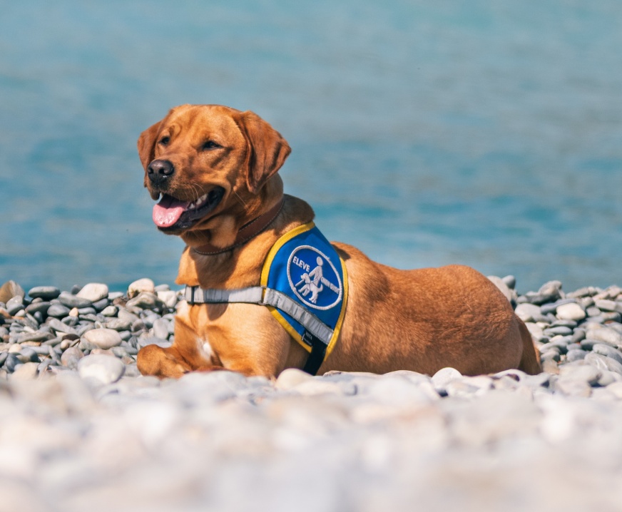 Chien guide en éducation Chien guide en éducation